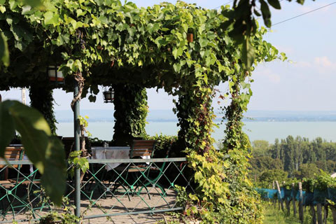 Weinberg am Plattensee