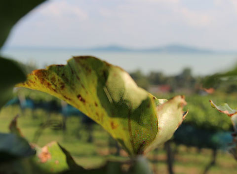 Weinernte am Balaton